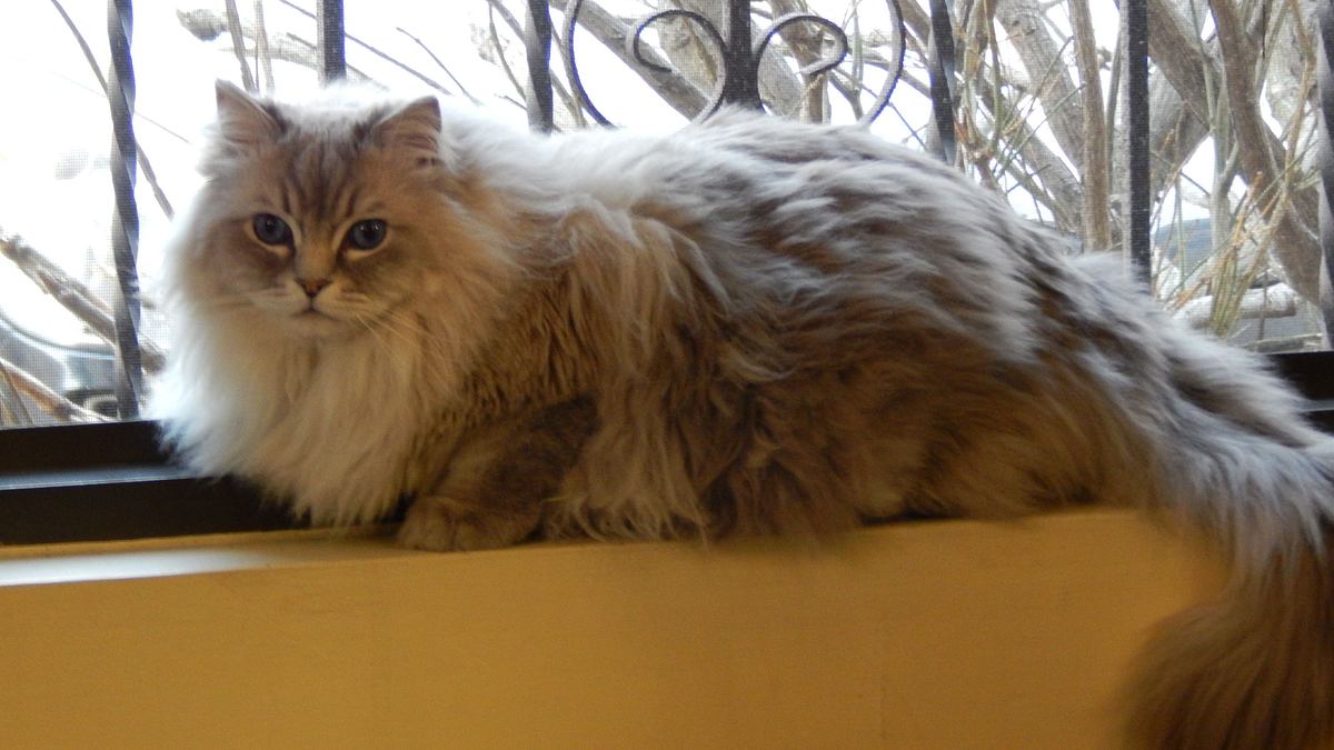 der katzenflüsterer