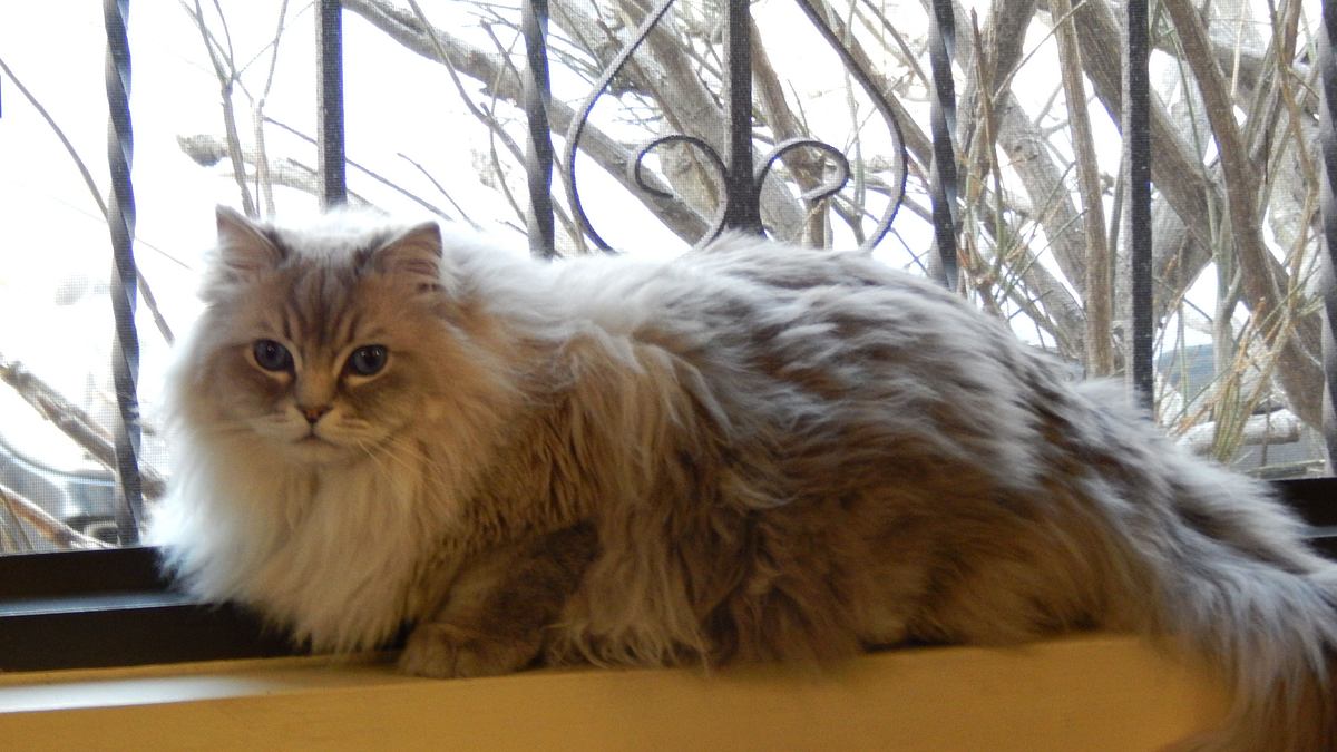 der katzenflüsterer
