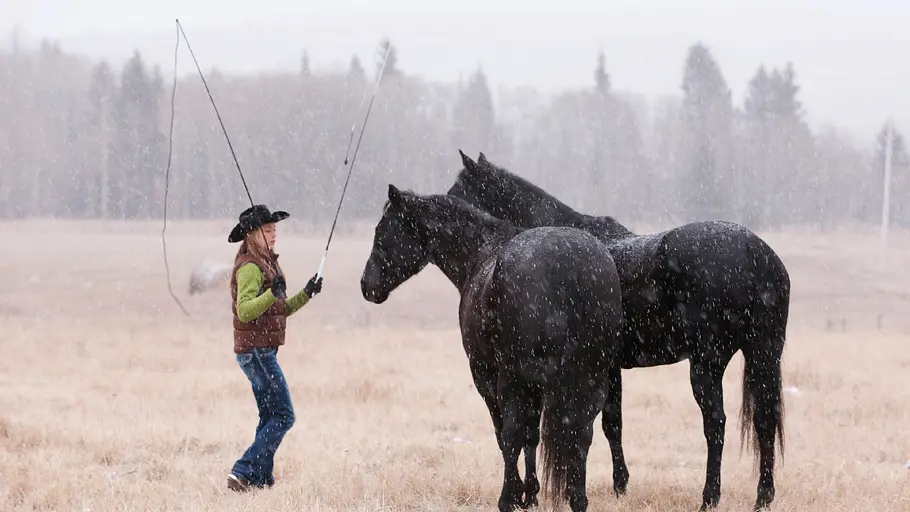 heartland - paradies für pferde