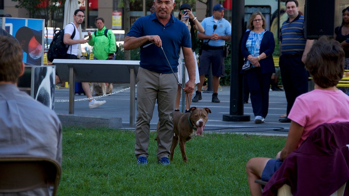 cesar millan: guter mensch, guter hund