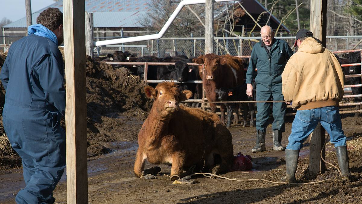 der unglaubliche dr. pol