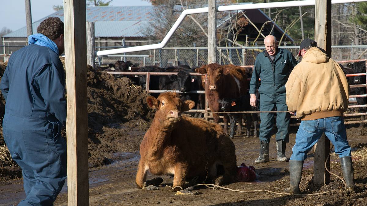 der unglaubliche dr. pol