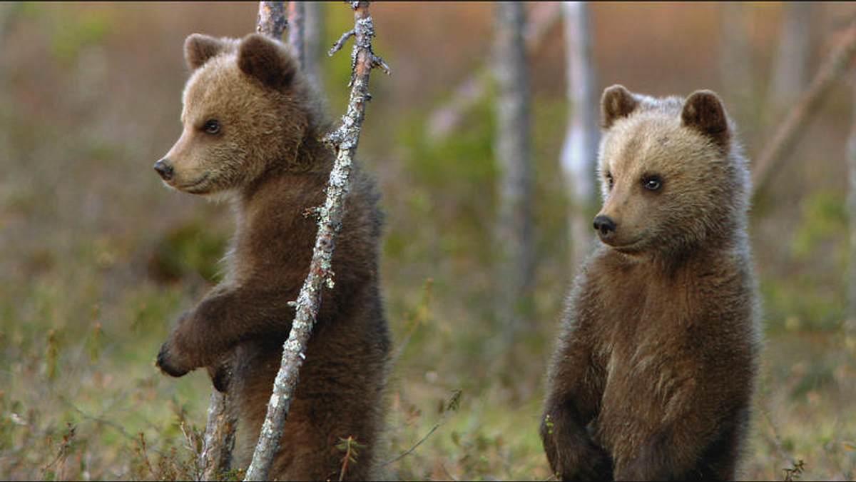 Das erste Jahr in der Wildnis - Tierkinder im Norden das erste jahr in der wildnis - tierkinder im norden
