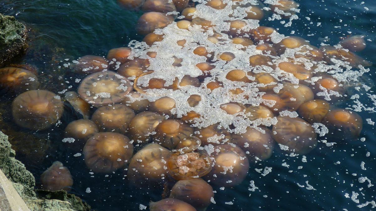 fish tank kings - gigantische wasserwelten
