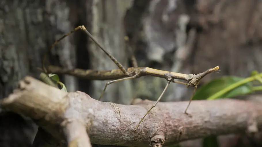 tierische superhelden