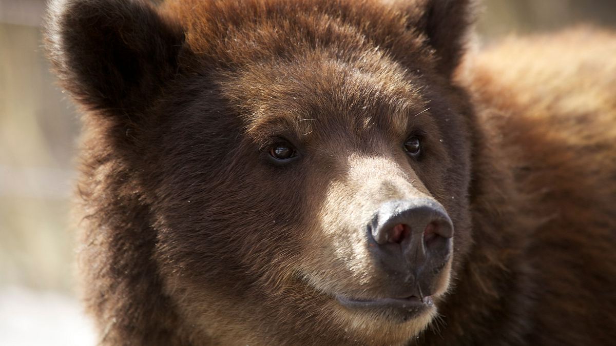amerikas tödlichste jäger