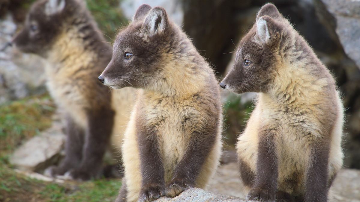unglaubliche tierwanderungen