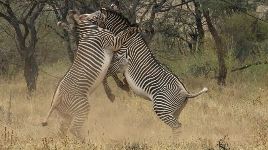 Animal Fight Club animal fight club