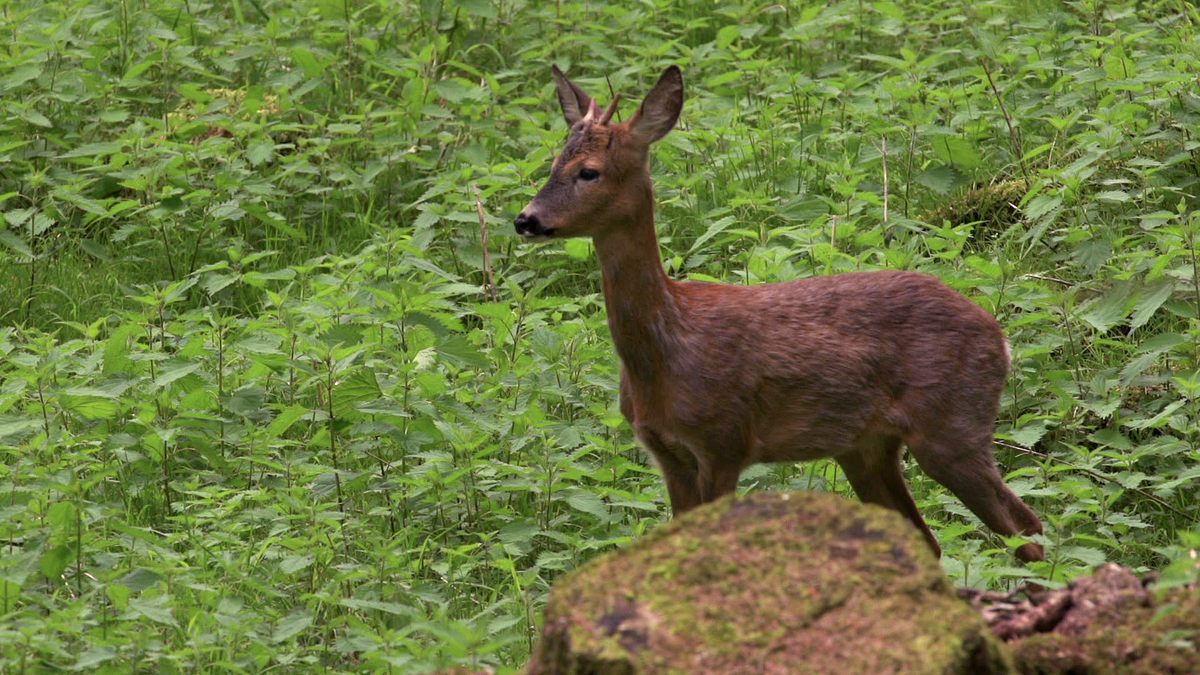 wildes land