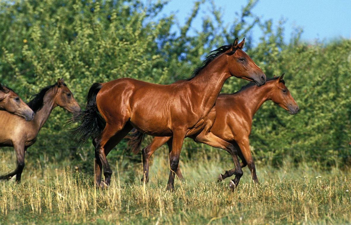 Pia und die Haustiere pia und die haustiere