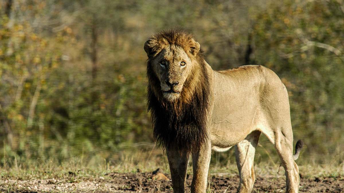 wildes afrika