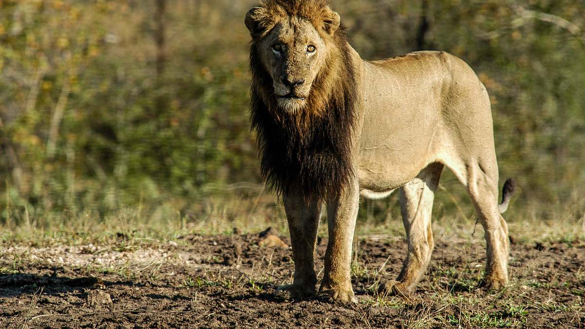 wildes afrika
