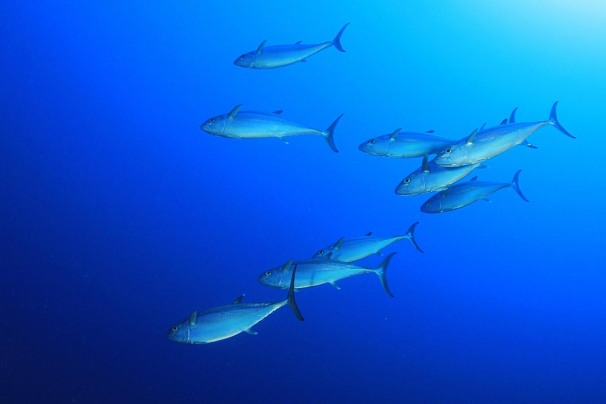 Harpoon Hunters harpoon hunters