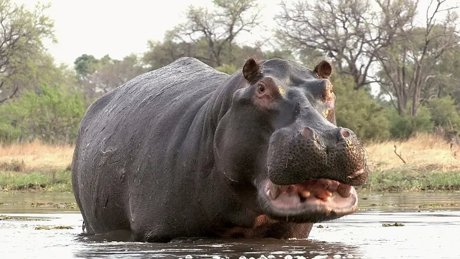 die afrikanische savanne - ein einzigartiger lebensraum
