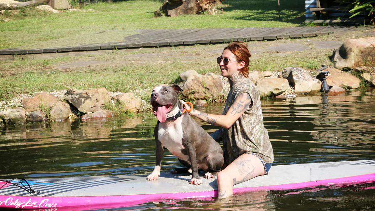 pitbulls auf bewährung