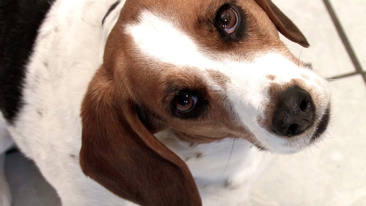 tierisch gute augen