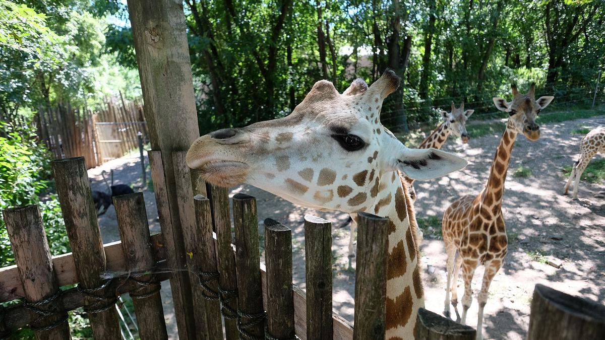 bronx zoo - tierpark der superlative