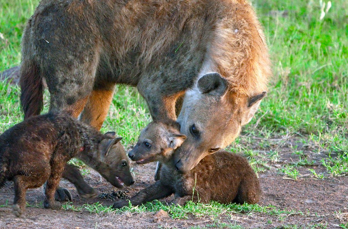Kenia, Heldinnen der Savanne kenia, heldinnen der savanne