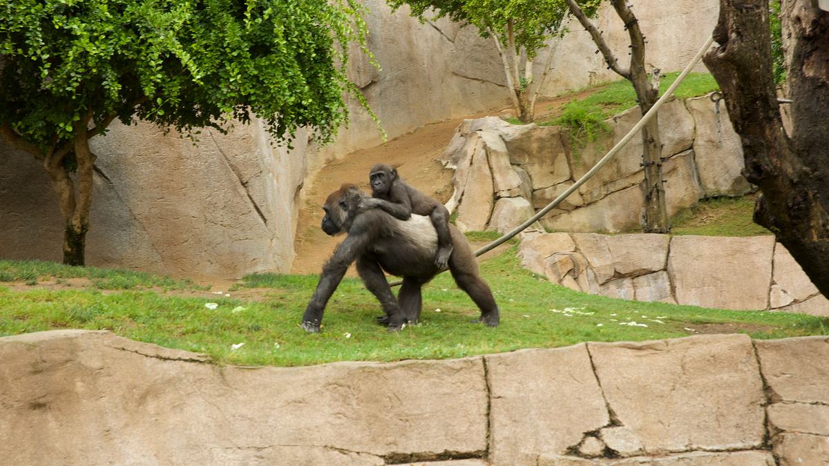 san diego zoo