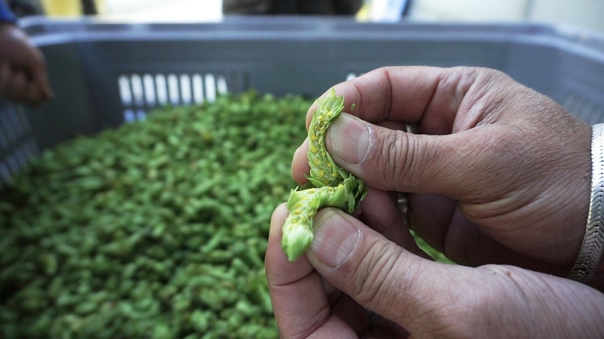 craftbeer - der boom des handgemachten gerstensafts