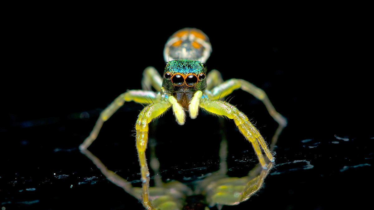 leuchtende natur - fluoreszenz als verführungsstrategie