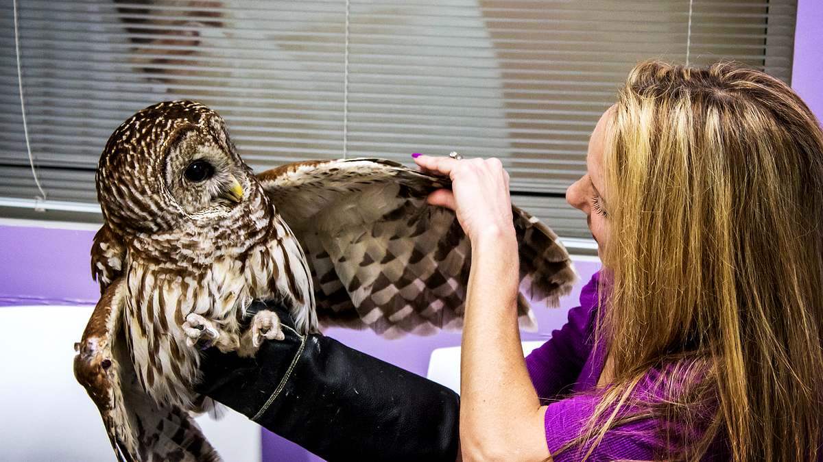 die tierärzte von houston