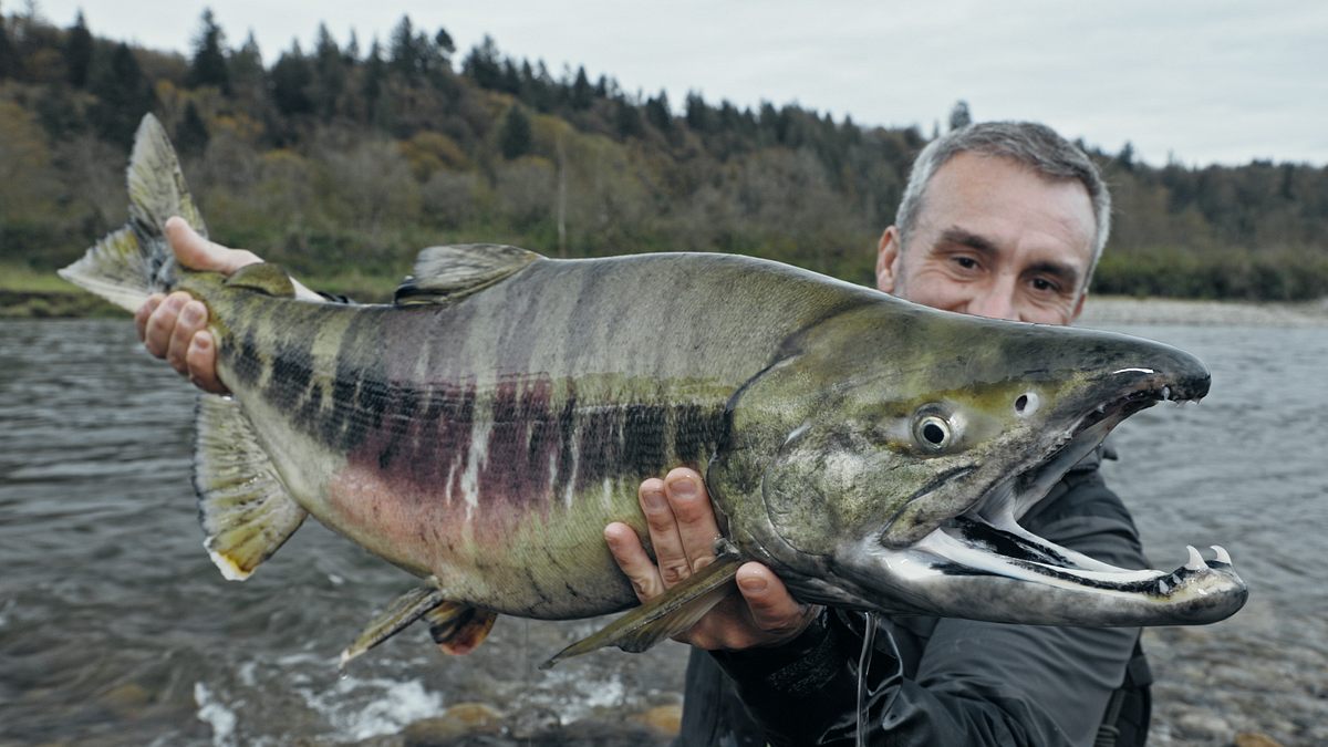 giganten unter wasser - riesenfischen auf der spur