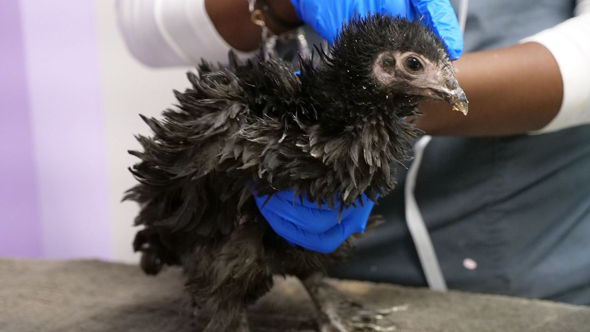 Die Tierärzte von Houston die tierärzte von houston