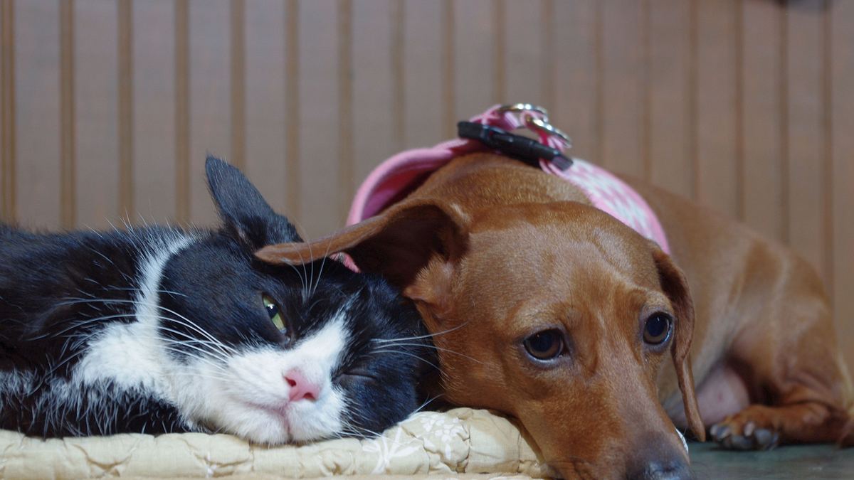 tierische freundschaften