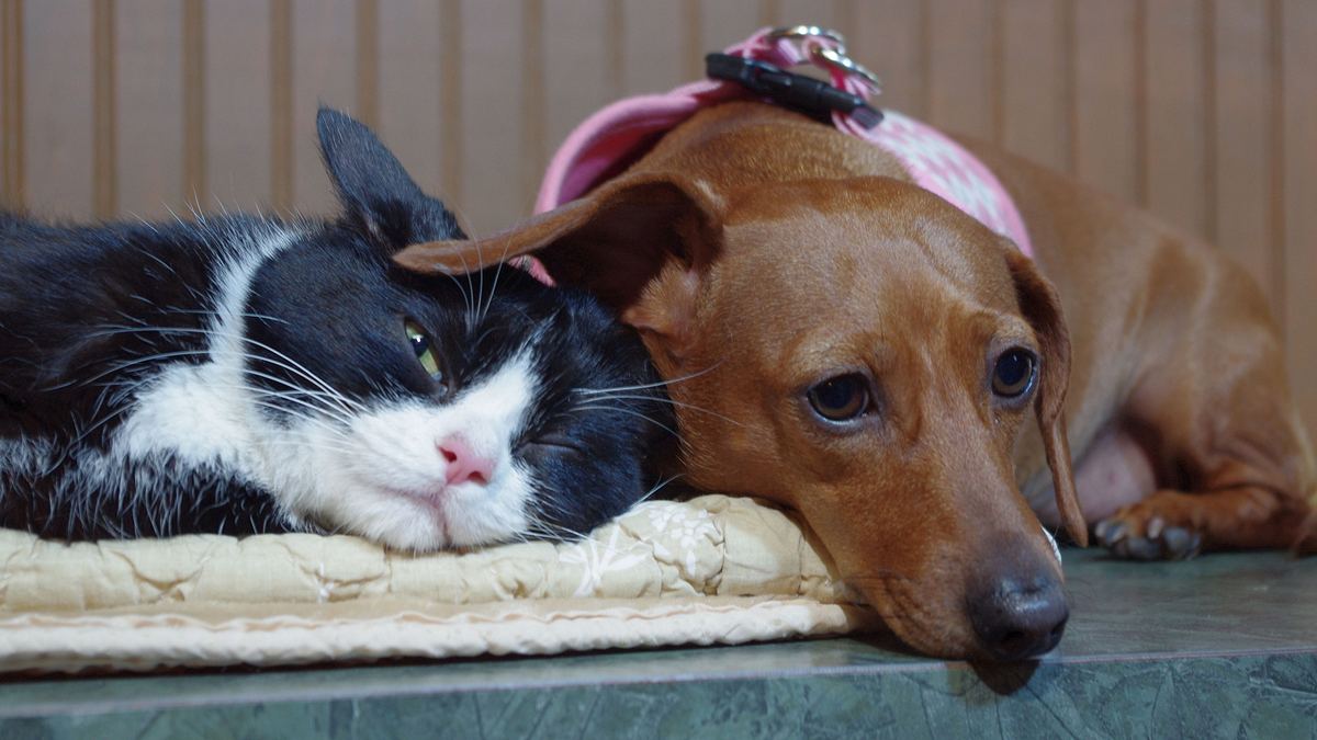 tierische freundschaften