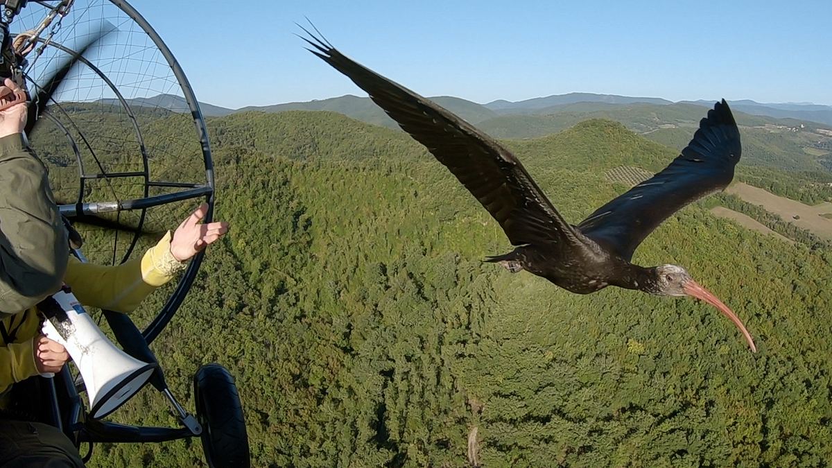 der waldrapp - zugvogel im aufwind
