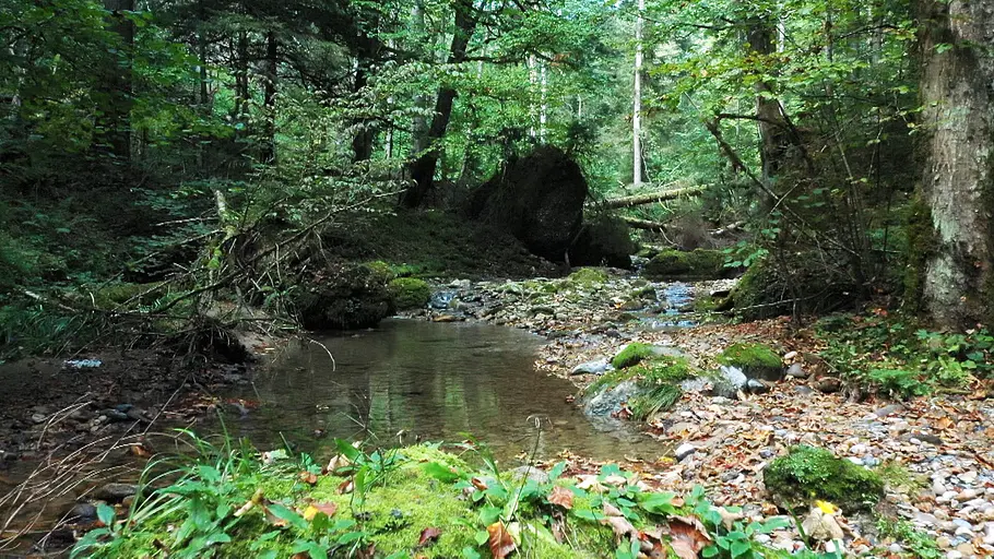 Wunderbare Waldwelt - Wie diese grünen Oasen zum Klimaschutz und zu unserer Gesundheit beitragen wunderbare waldwelt - wie diese grünen oasen zum klimaschutz und zu unserer gesundheit beitragen