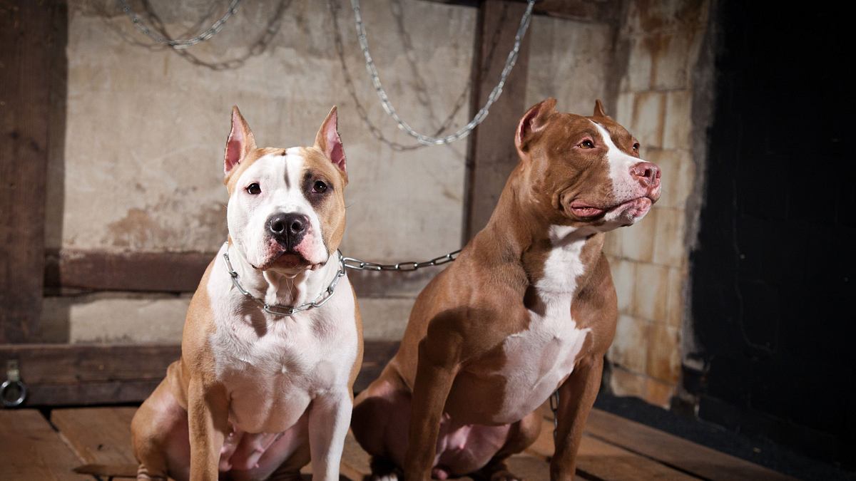 pitbulls auf bewährung