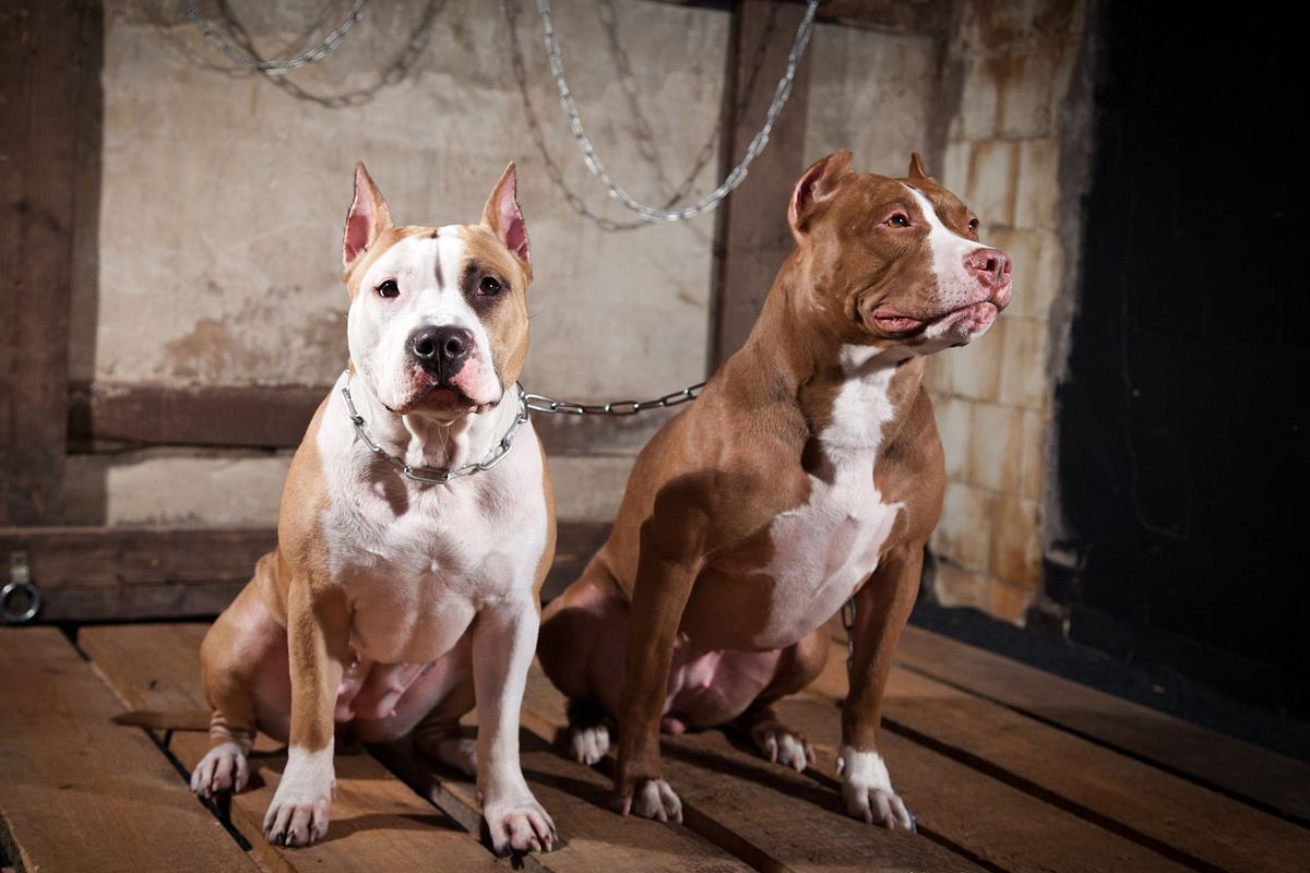 Pitbulls auf Bewährung pitbulls auf bewährung