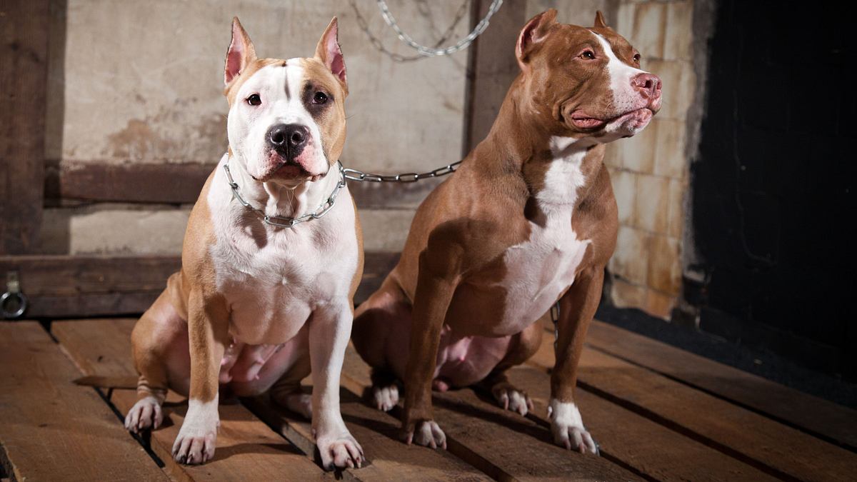pitbulls auf bewährung