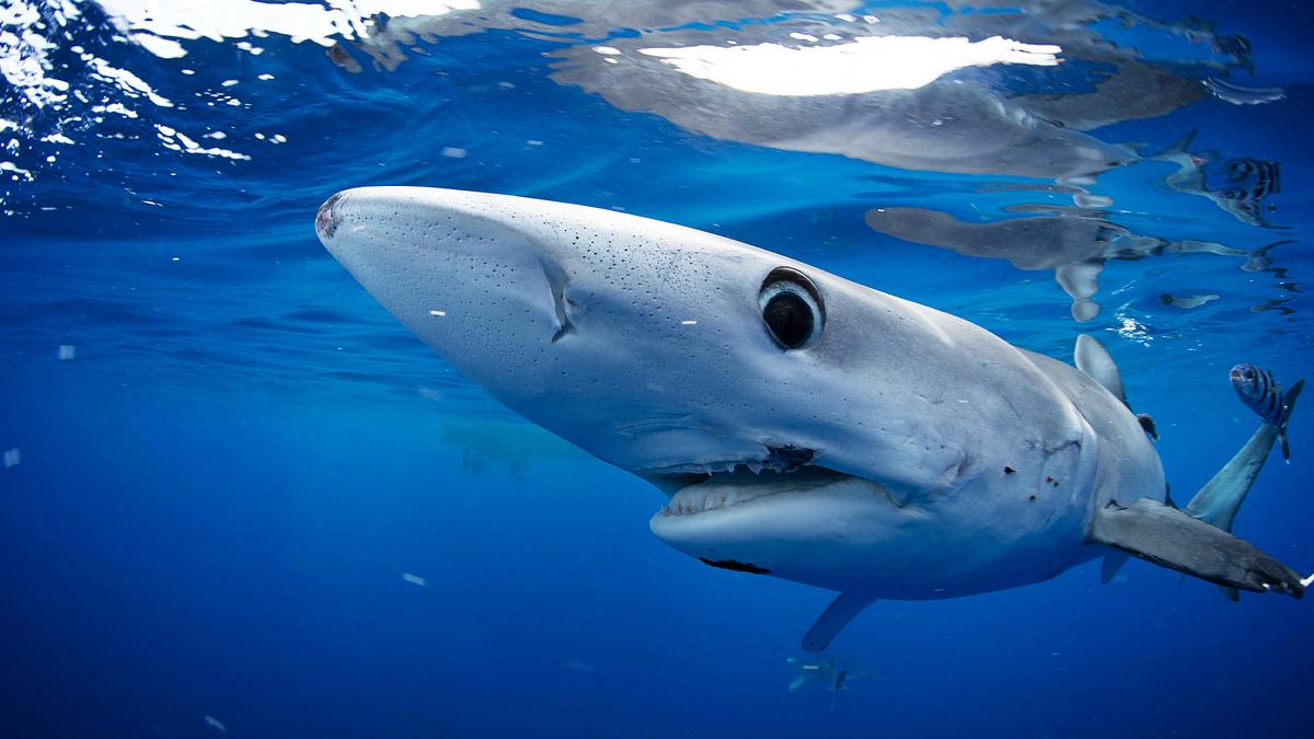 ein riesen-mako vor den azoren