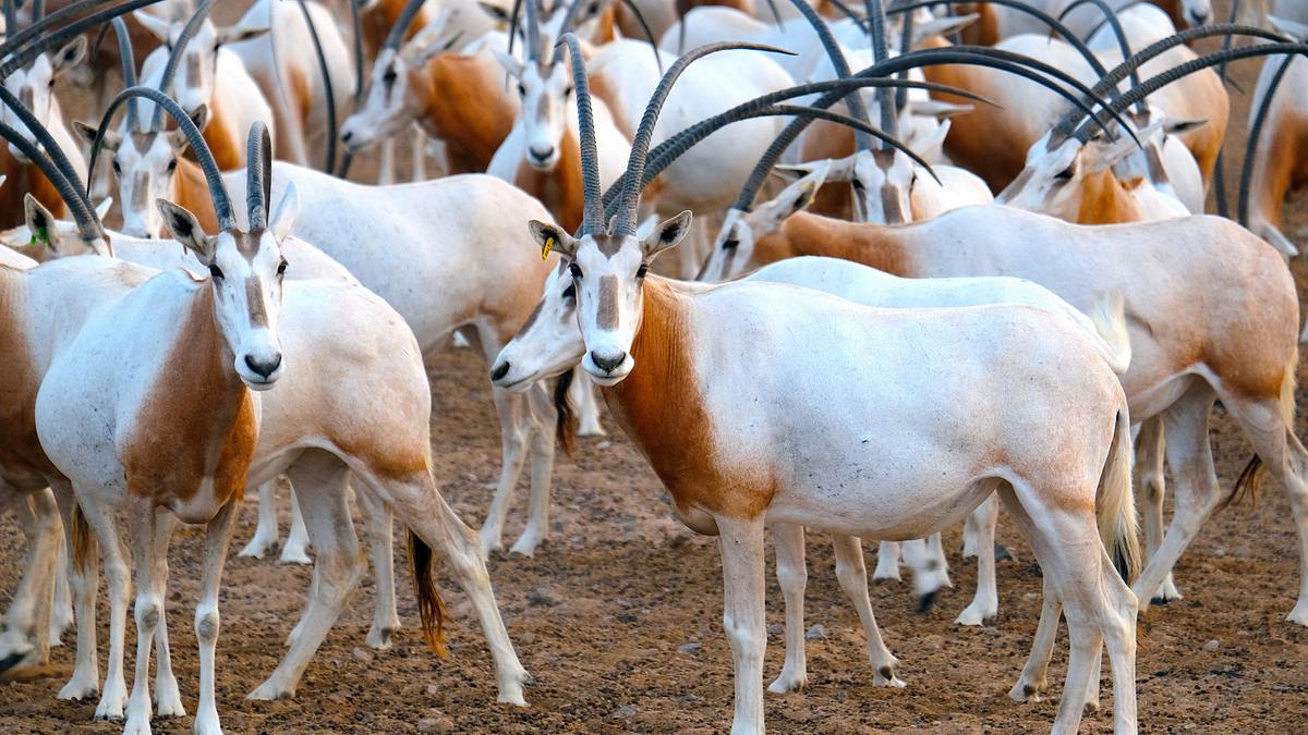insel der weißen antilope - abu dhabis naturoase