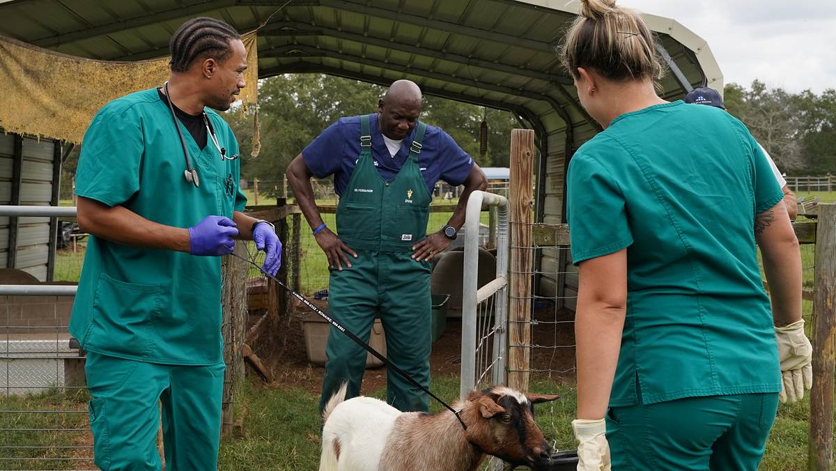 Critter Fixer: Zwei Tierärzte für alle Felle critter fixer: zwei tierärzte für alle felle