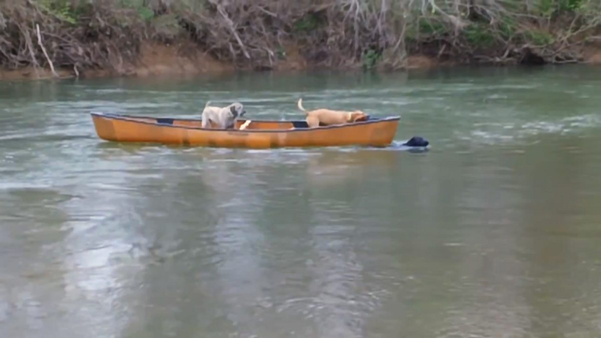 Tiere außer Rand und Band tiere außer rand und band