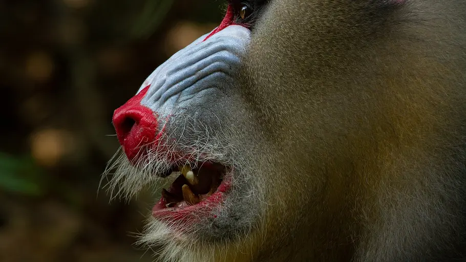 Das Leben in Farbe mit David Attenborough das leben in farbe mit david attenborough