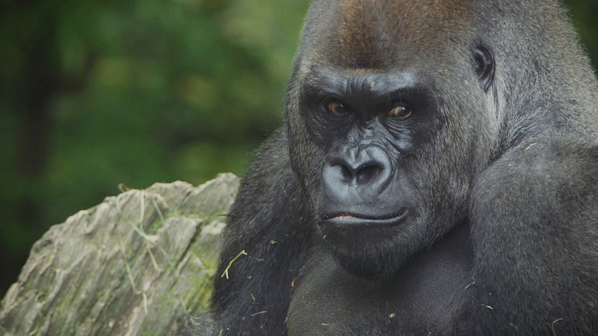 bronx zoo - tierpark der superlative