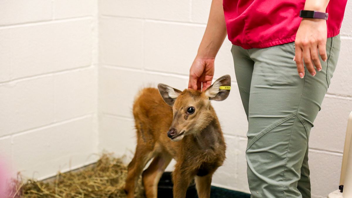 bronx zoo - tierpark der superlative