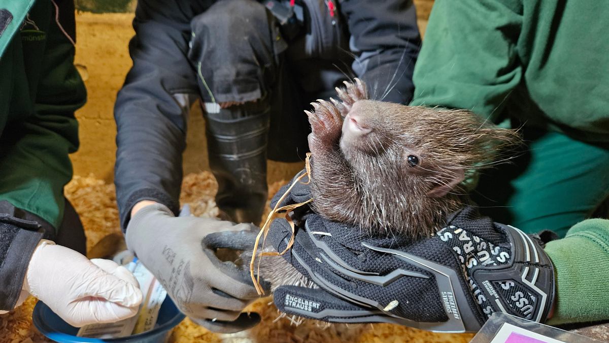 geheime tiergeburten