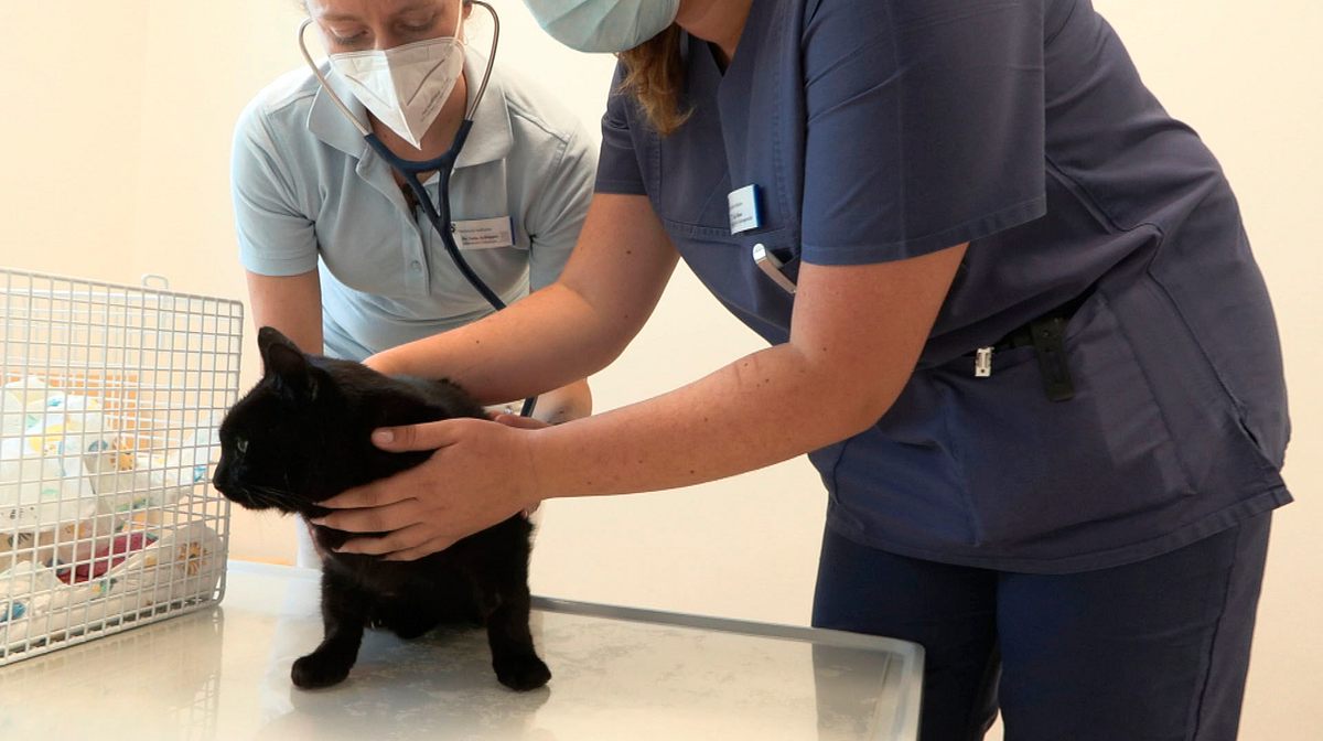 Die Tierklinik - Privatpatienten auf vier Pfoten die tierklinik - privatpatienten auf vier pfoten