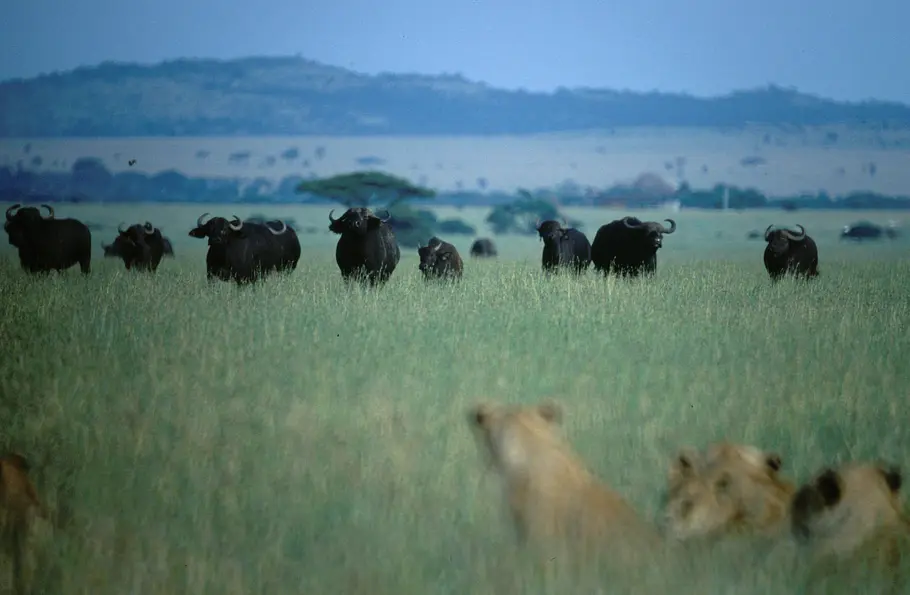 Tierisch abgefahren tierisch abgefahren