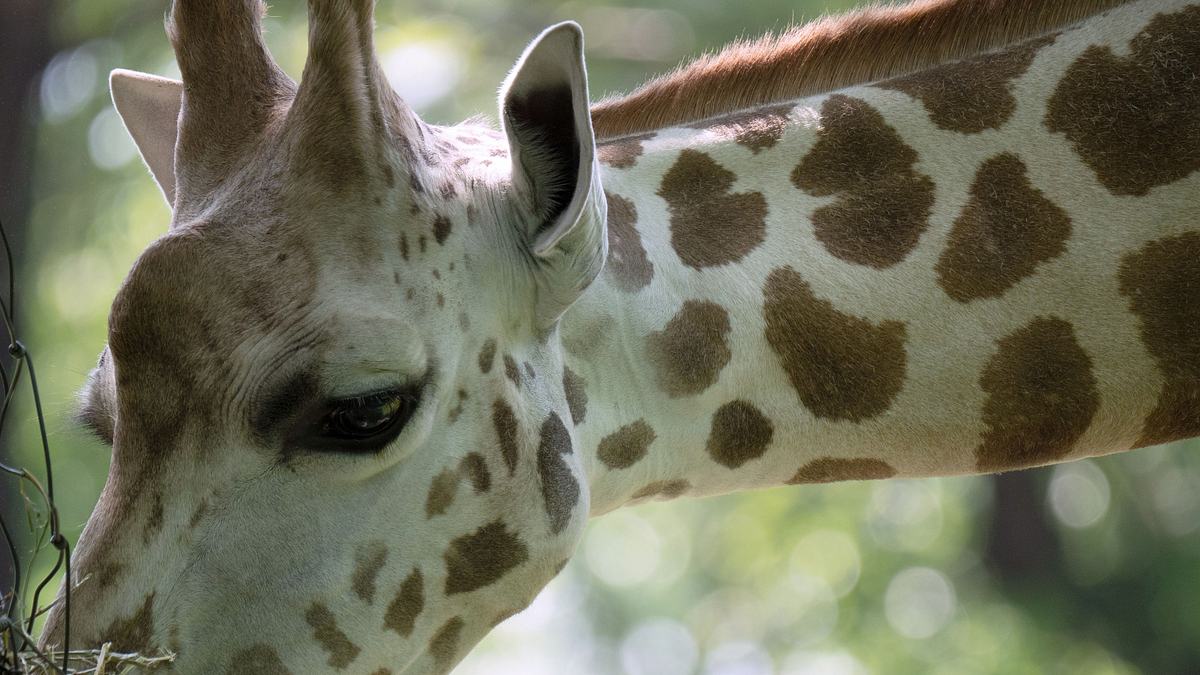 bronx zoo - tierpark der superlative