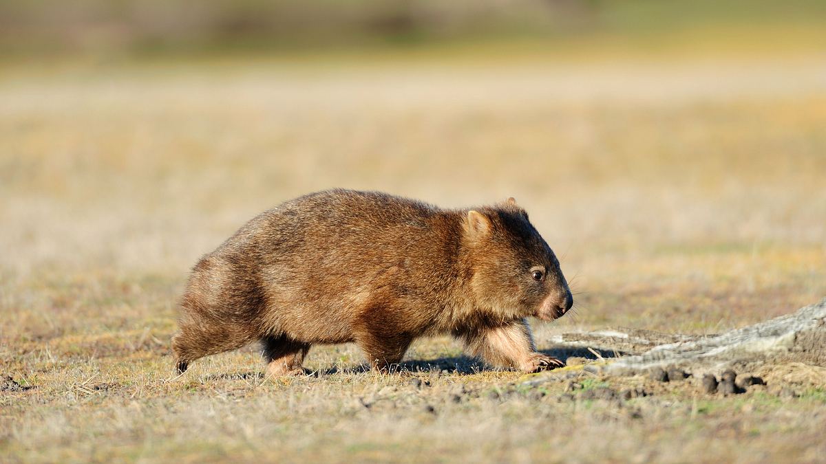 wild 24: ein tag in der wildnis