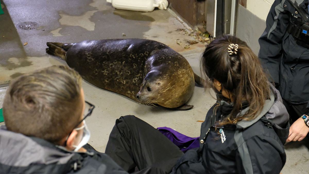 bronx zoo - tierpark der superlative