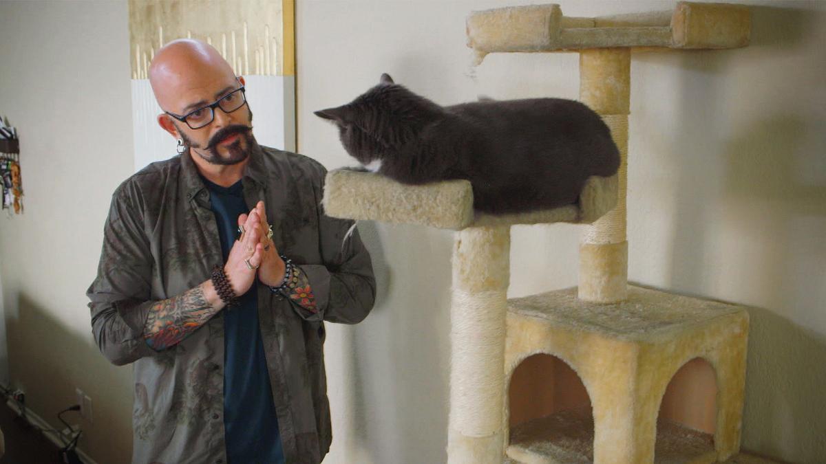 der katzenflüsterer