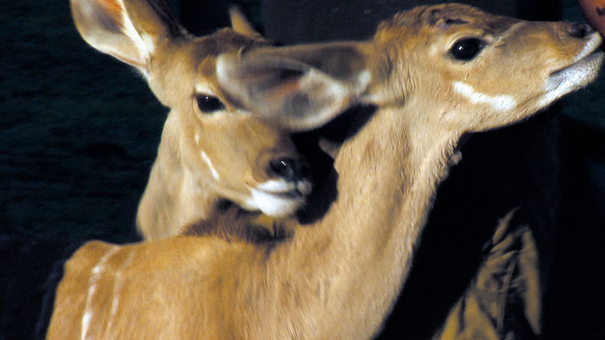 das waisenhaus für wilde tiere - abenteuer afrika